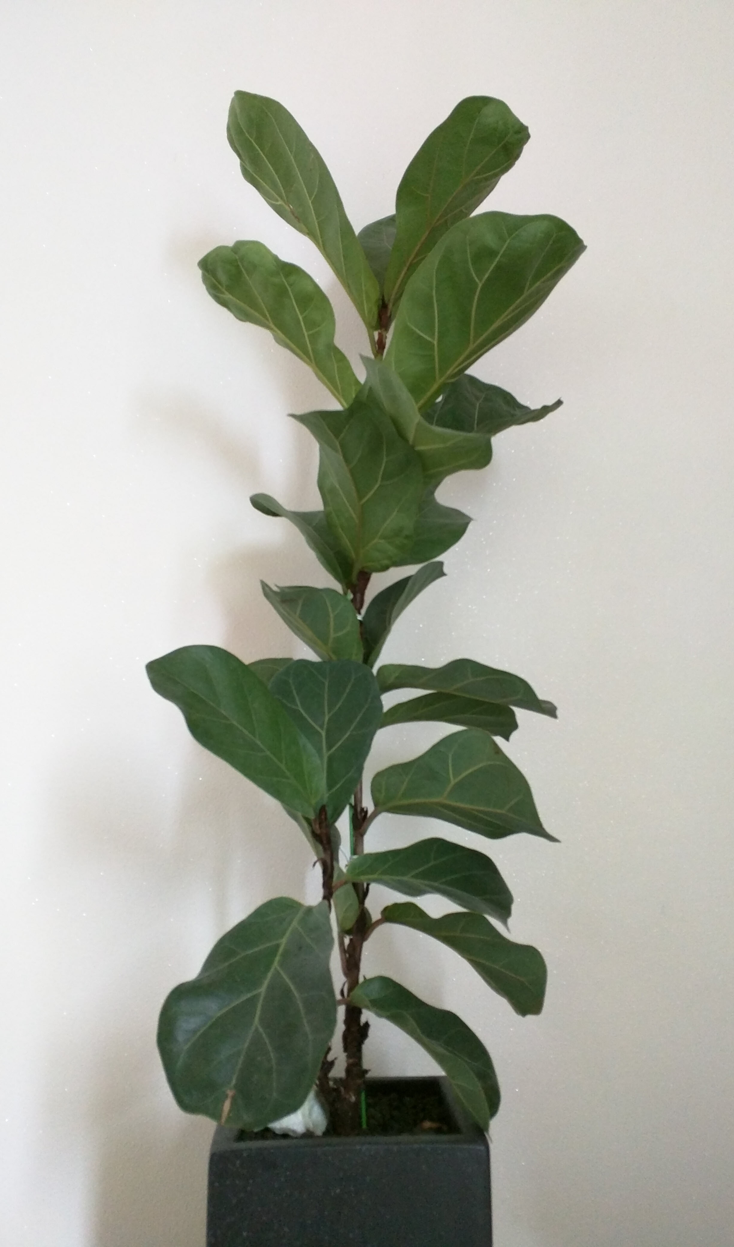 dolce_8wfed1.jpg dolce_8wfed1.jpg