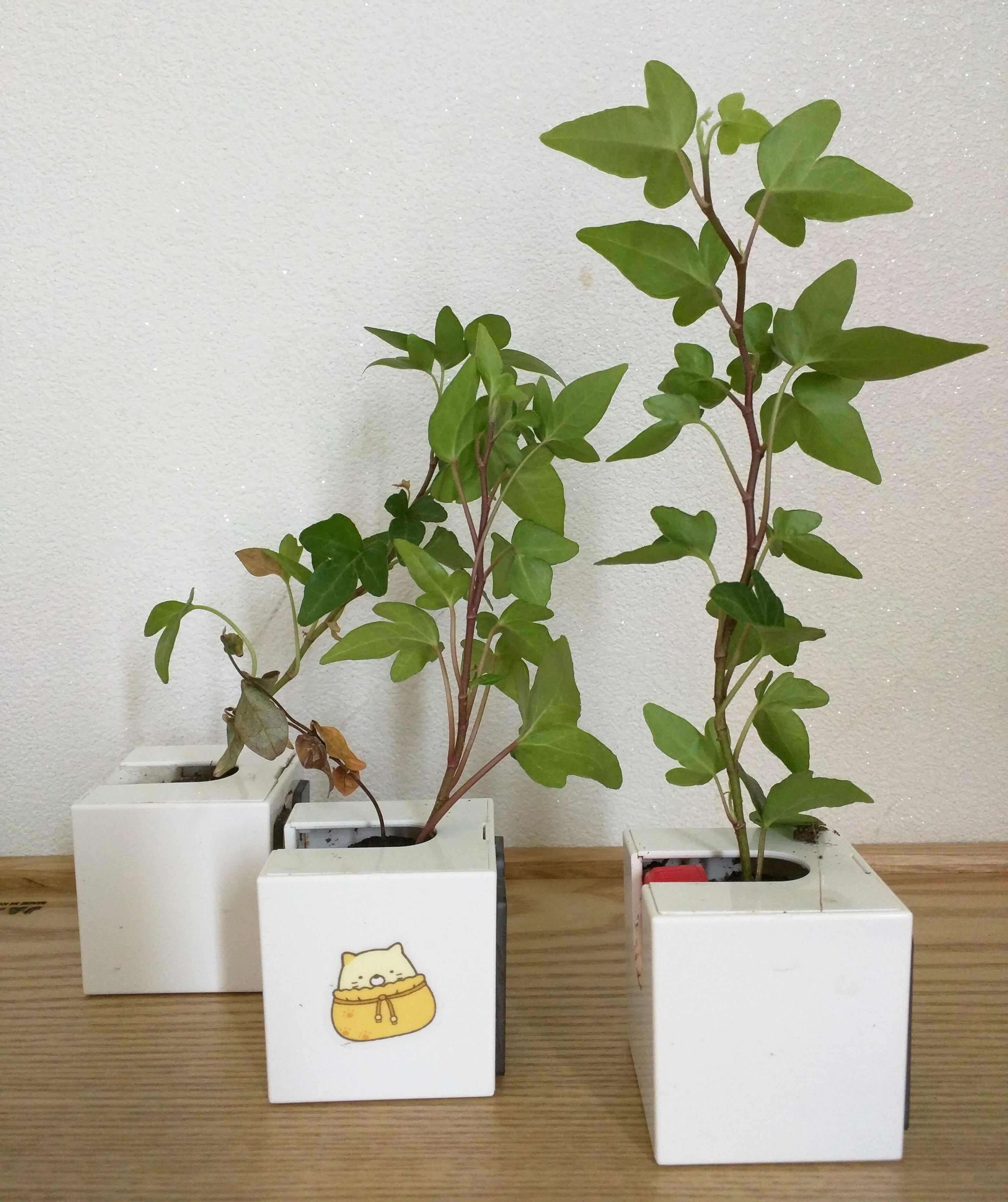 dolce_8wfed5.jpg dolce_8wfed5.jpg