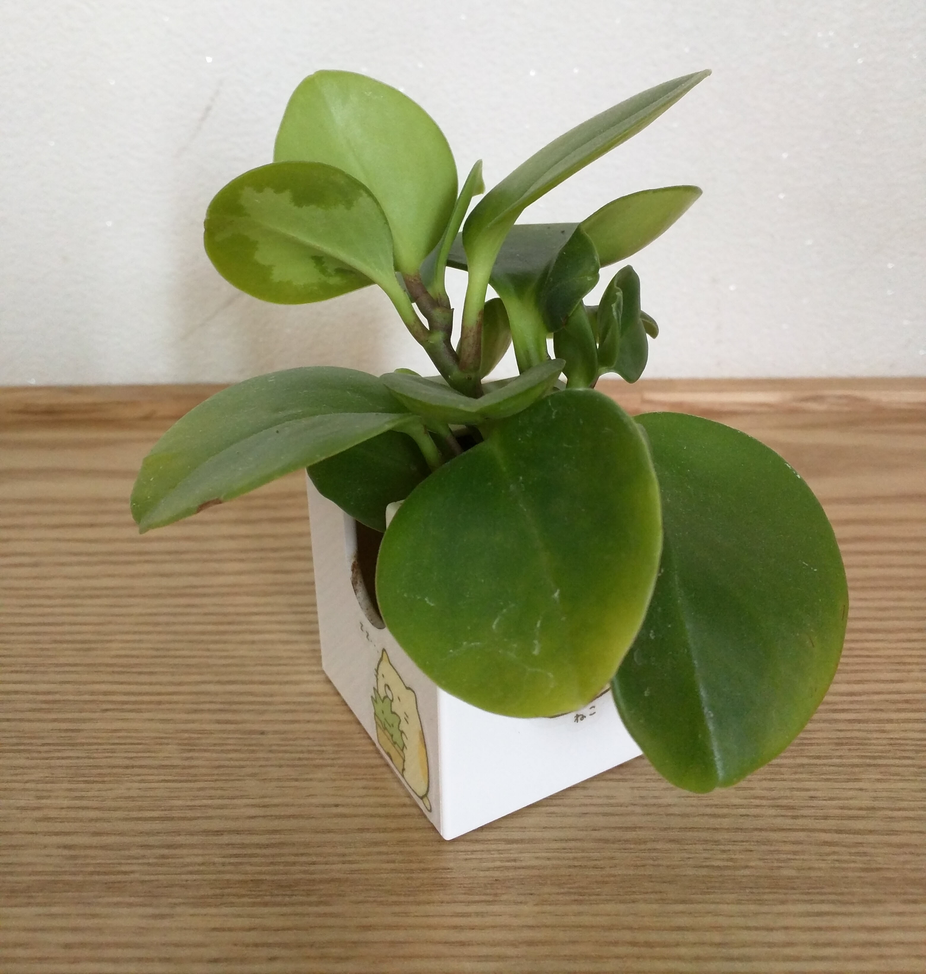 dolce_8wfed4.jpg dolce_8wfed4.jpg