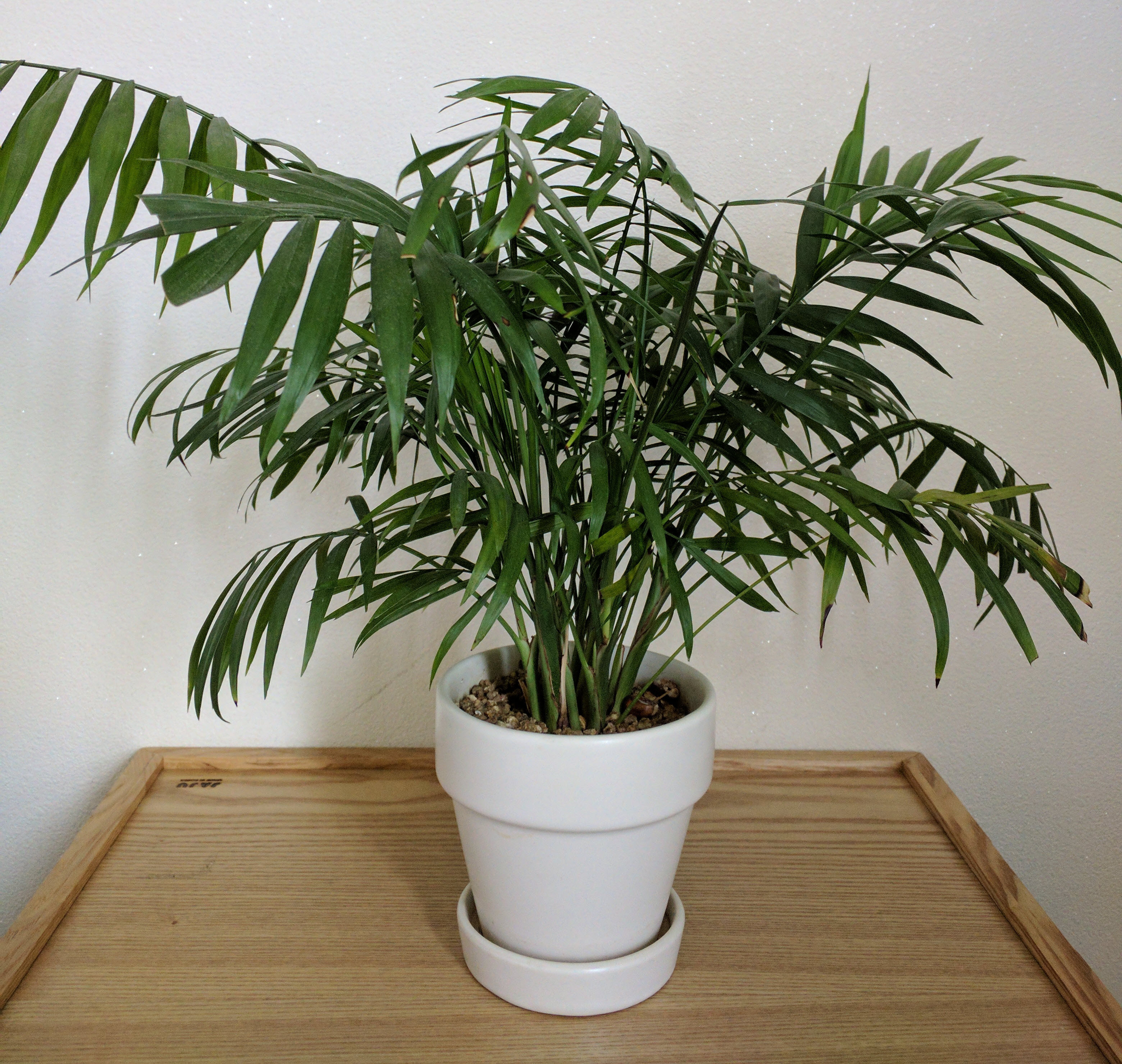 dolce_8wfed2.jpg dolce_8wfed2.jpg